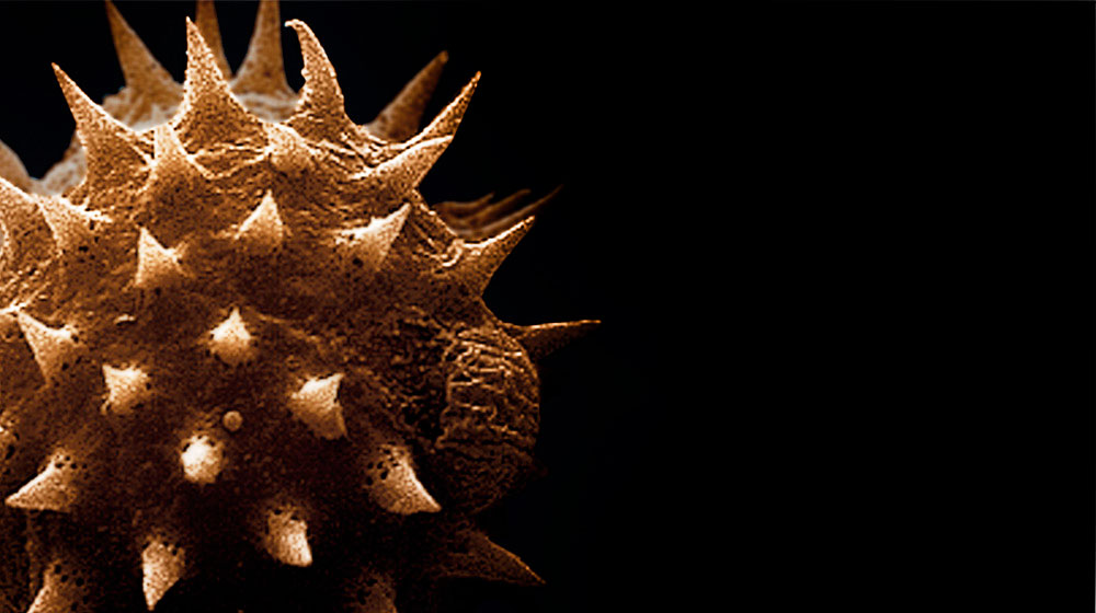 Σπόρια μούχλας